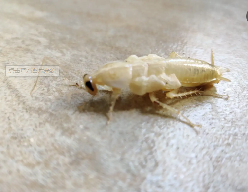 蟑螂一般是黃褐色，為什么在西安會發現一種白色的蟑螂